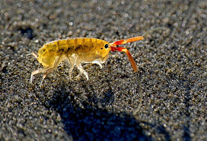 Beach Hopper.jpg