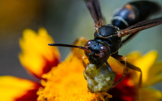 Dark Paper Wasp on Coreopsis.jpeg