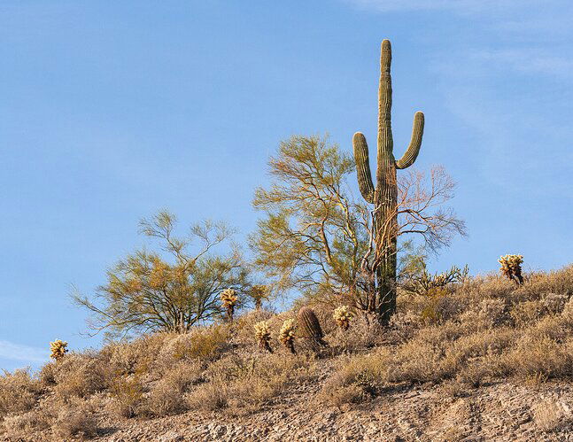 Cacti comingle