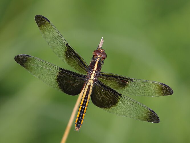 Widow Skimmer Dragonfly - f6.3