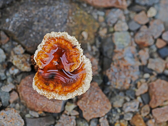 Caramel Fungus.jpg