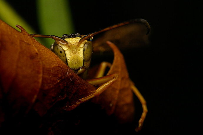 Shy Wasp