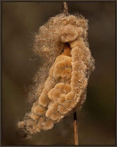 Cattail1-NPN.jpg