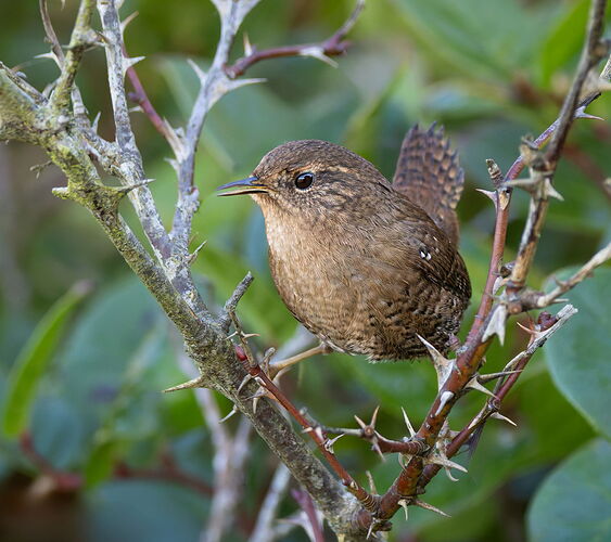 Pacific Wren-NPN.jpg