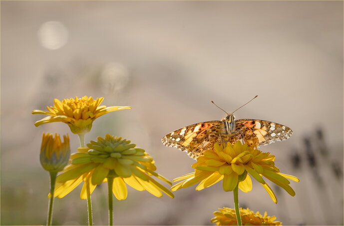 Painted lady with removalDSC03228-Edit