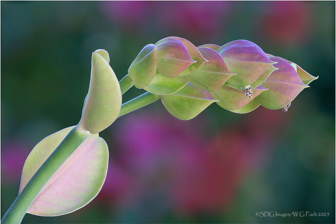 Delayed-Gratification-2025-11-08-10-07-42-(A,R8,S4)A7r3-25.jpg