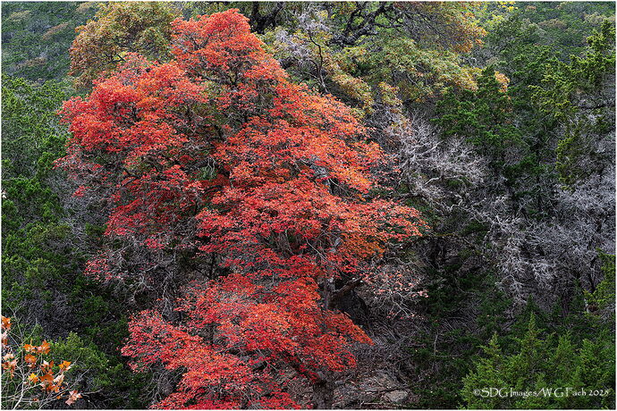 Lost-Maple-44789A7r3-25.jpg