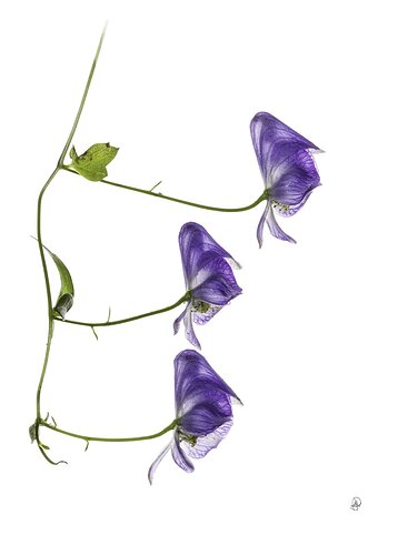 Aconitum uncinatum (Appalachian Blue Monkshood, Wolf's Bane)