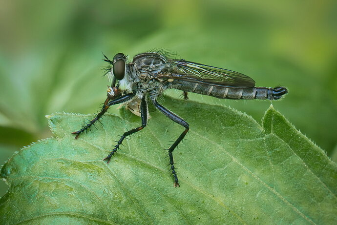 Robberflywithpreywarmedup