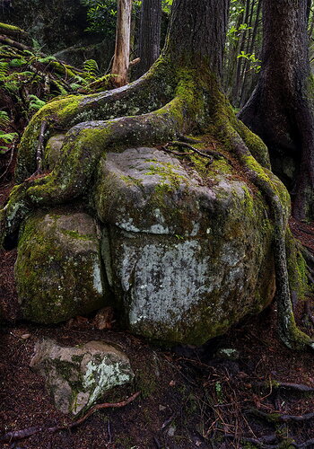 Original - Rock & Tree # 2 stack copy.jpg