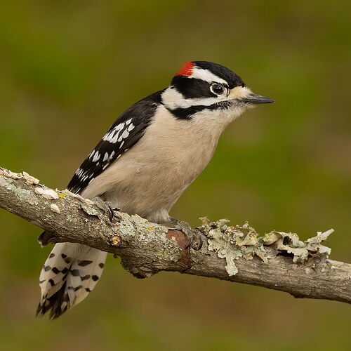 Downy Woodpecker 2.jpg