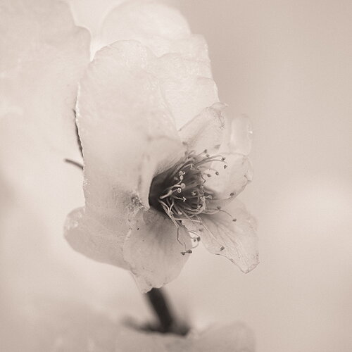 WA_Peach Blossoms-Ice_SQUARE