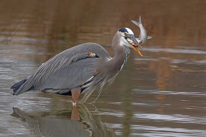 Great Blue catches shad