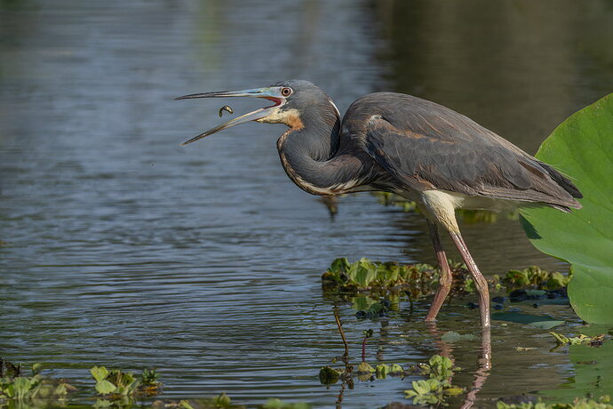 Tri-colored Heron 8.jpg