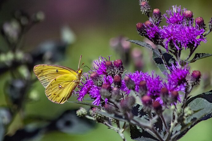 Orange Sulphur