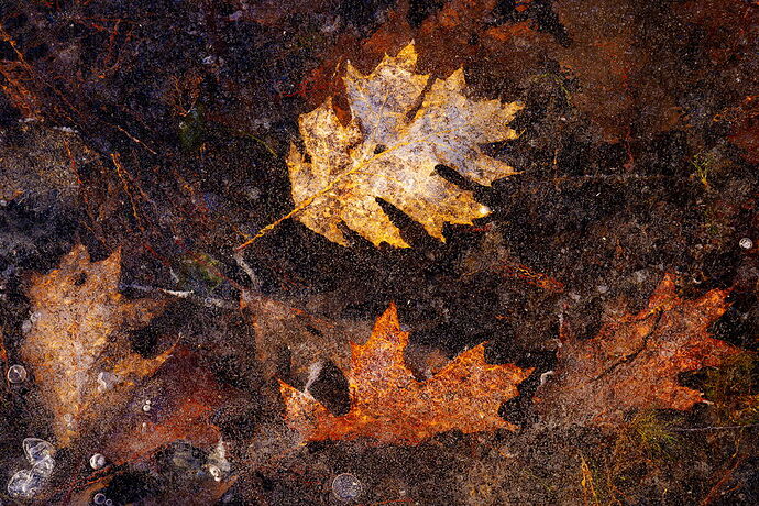 Ghosts of Autumn.jpg