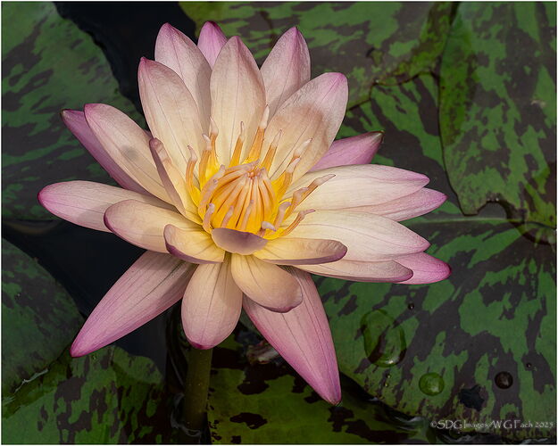 Water-Dreams-52315A7r3-25