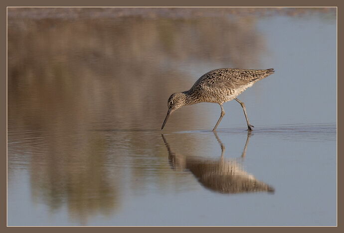 Willet-NPN.jpg