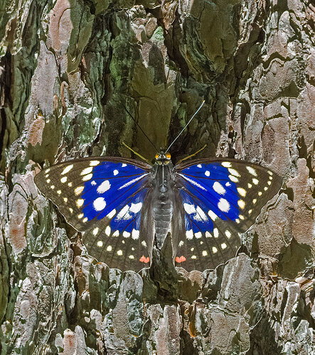 Original - The-Great-Purple-Emperor.jpg