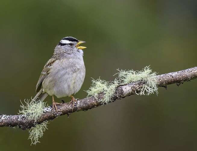 WC Sparrow call 5a copy j.jpg