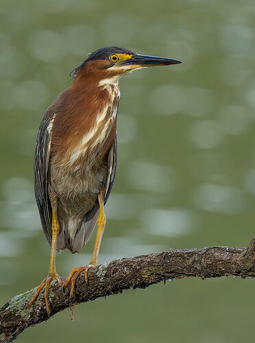 Green Heron portrait