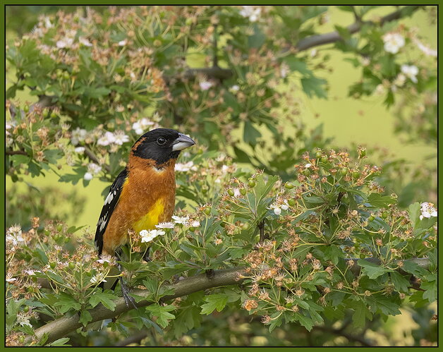 Black-headed Grosbeak-NPN.jpg