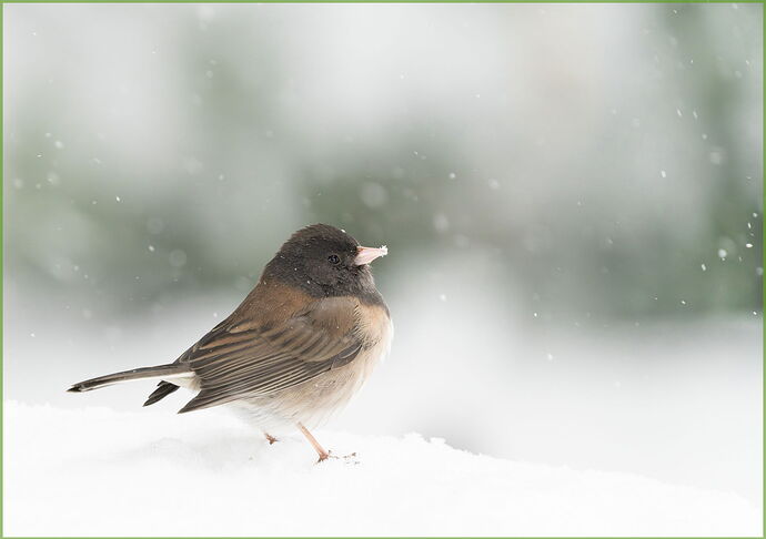 -20210213-_7R40444-Snowbirds-DxO_DeepPRIME 3-Edit-Edit