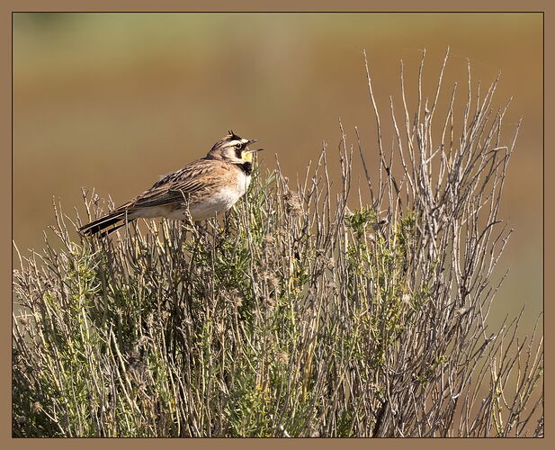Horned Lark-NPN.jpg