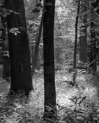 Woodland Walk Revised