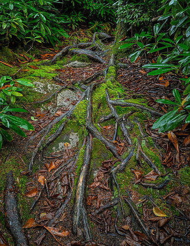 Rohrbaugh roots revised