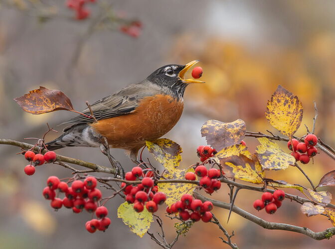 Robin, American _49A2663-Edit-Edit-Edit