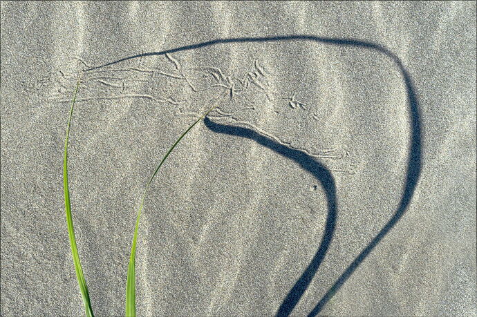 -20250923-_7R59621-Grayland Beach-DxO_DeepPRIME 3-Edit-Edit