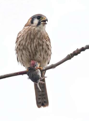 kestrel with mouse 2 Firefly Upscaler 2x scale_NIK_NIK.jpg