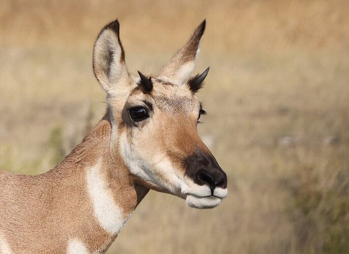 Female pronghorn near Walden, CO