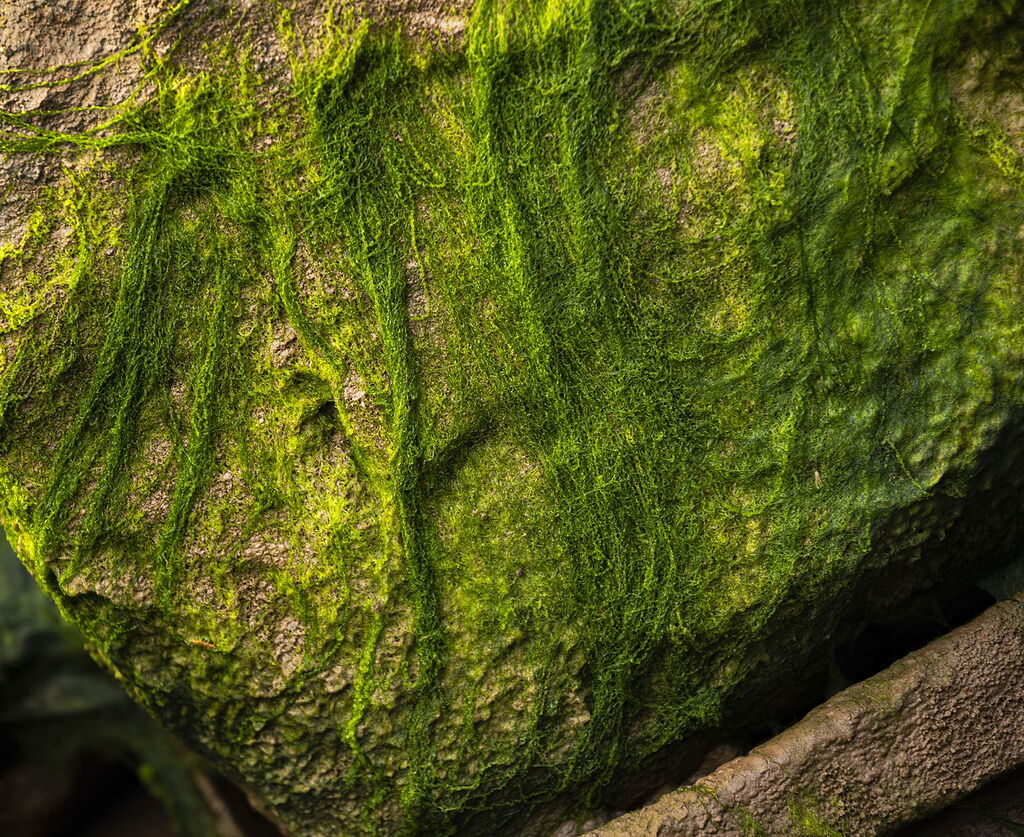 Green On The Rocks Weekly Challenge Nature Photographers Network green-on-the-rocks-weekly-challenge-nature-photographers-network