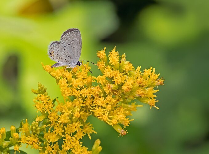 Easterntailedblue