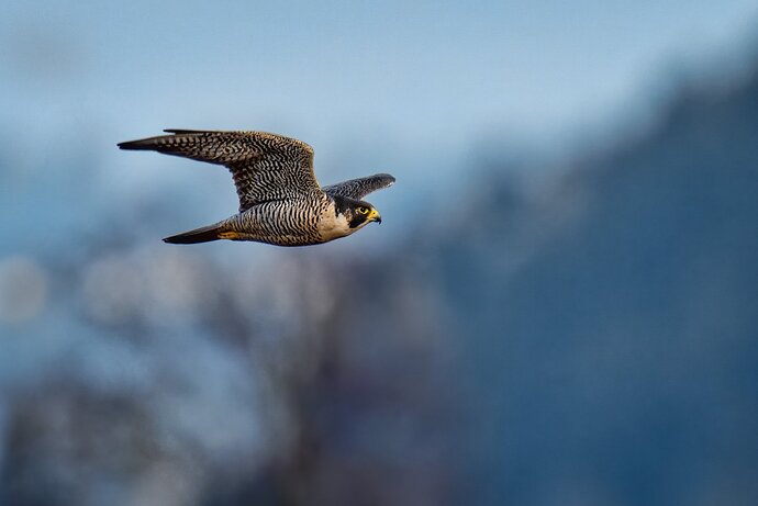 Peregrine Falcon in-flight