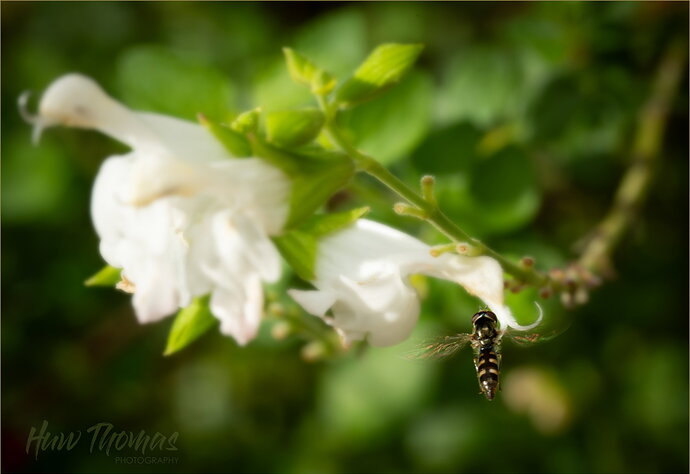 Original - Migrant Hoverfly-04731.jpg