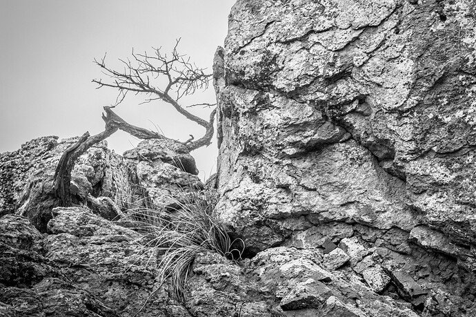 Tree and rock c-2.jpg