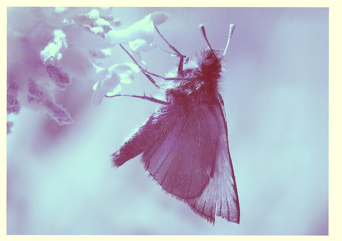 Original - Skipper False Colour.jpg