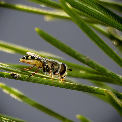 Hoverfly