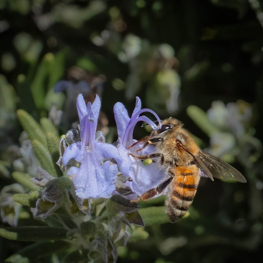 Early flowers for a happy bee updated - Image Critiques - Nature ...