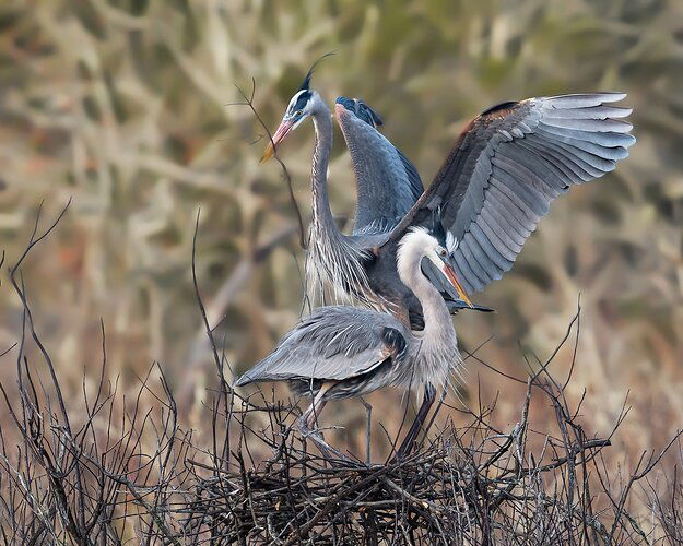 gbh-couple-build-nest-2-copy-sharpened