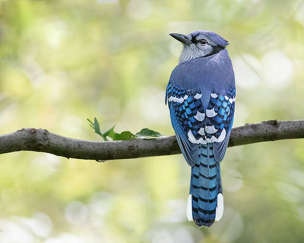 Blue-Jay-NPN-sharpened