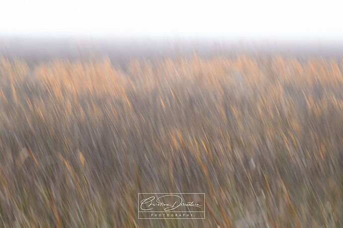 MARSH_ICM_1101.jpg