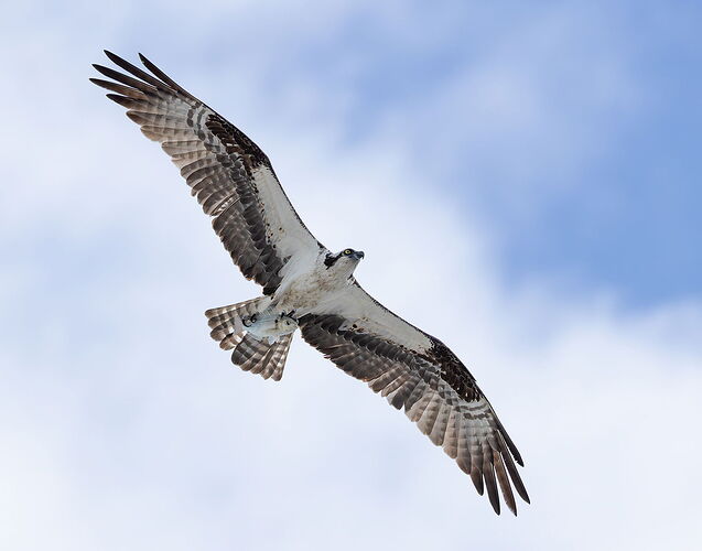 Osprey 28.jpg