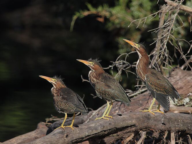 Green heron trio