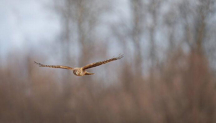 The eyes have it....