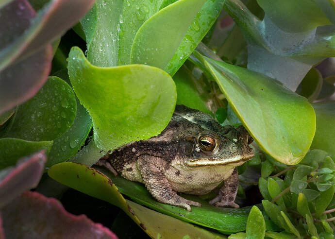 frog-DSC_8978