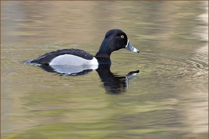 -20260206-_SA16757-McLane Creek-DxO_DeepPRIME 3-Edit.jpg